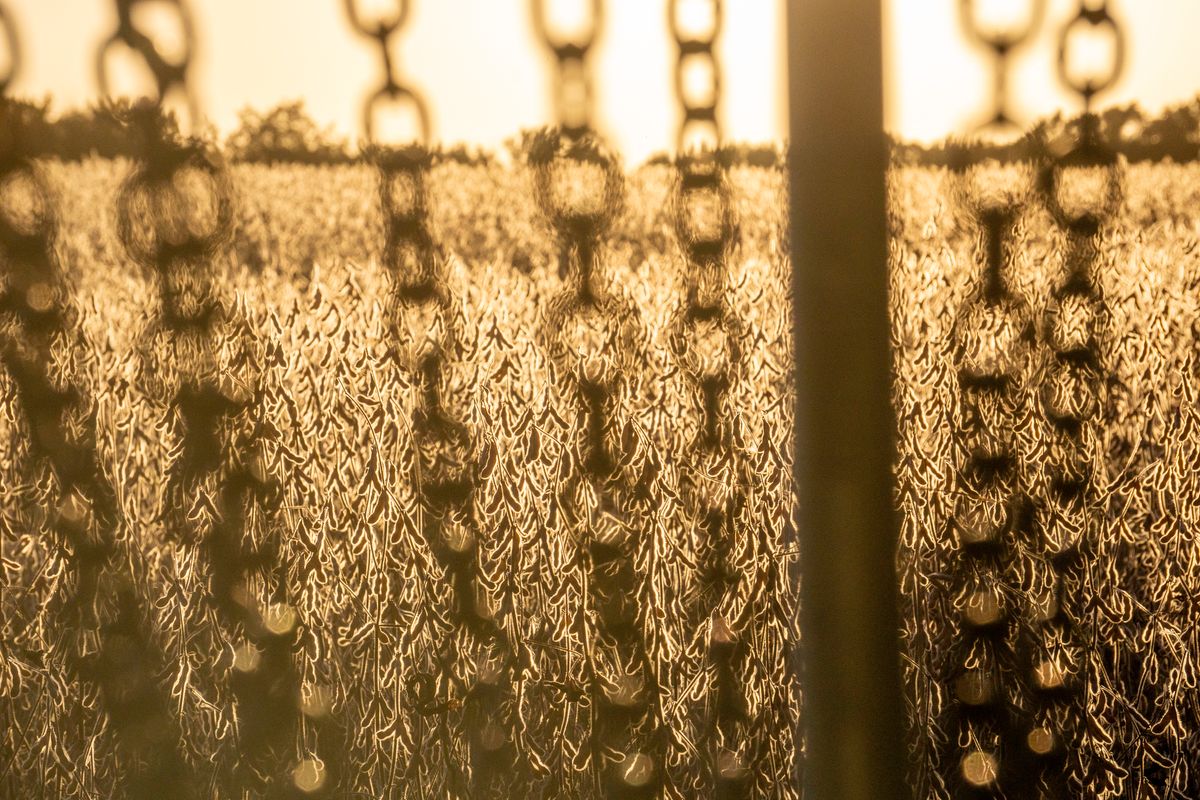 Soybean field backdrop (📸 Luke Zacharias)