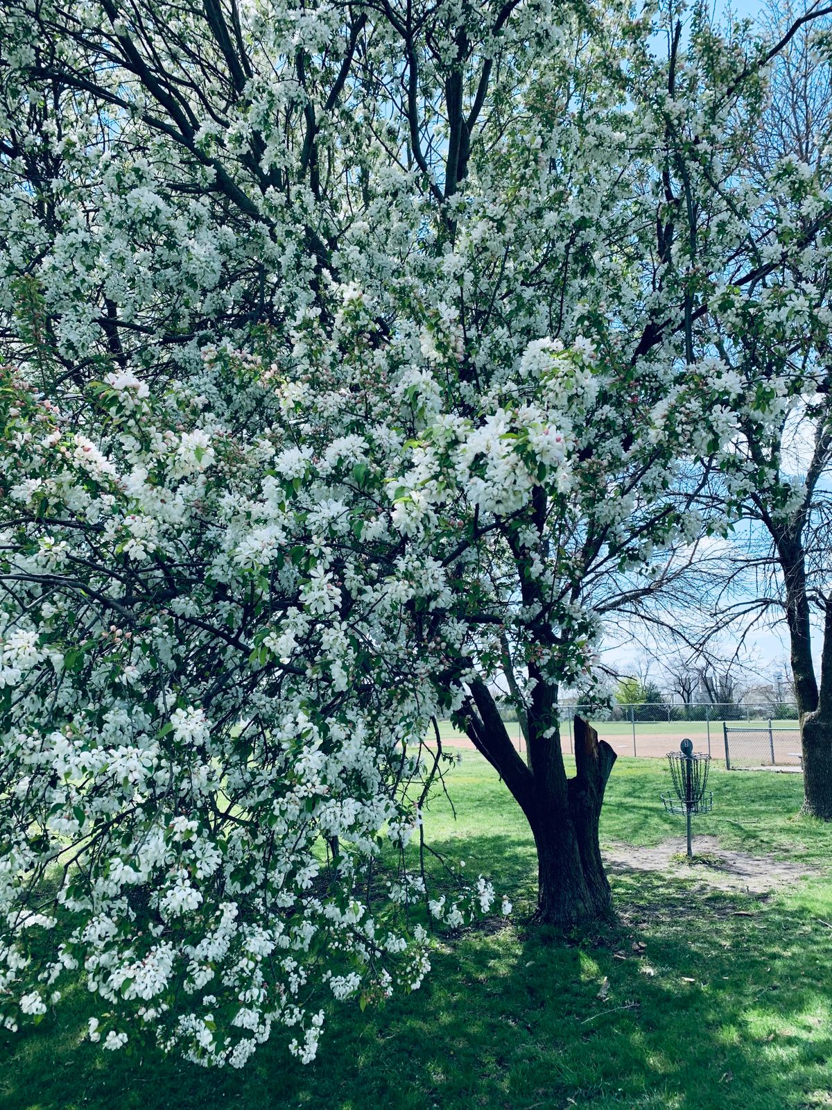 Hole #9 Basket in the spring time.