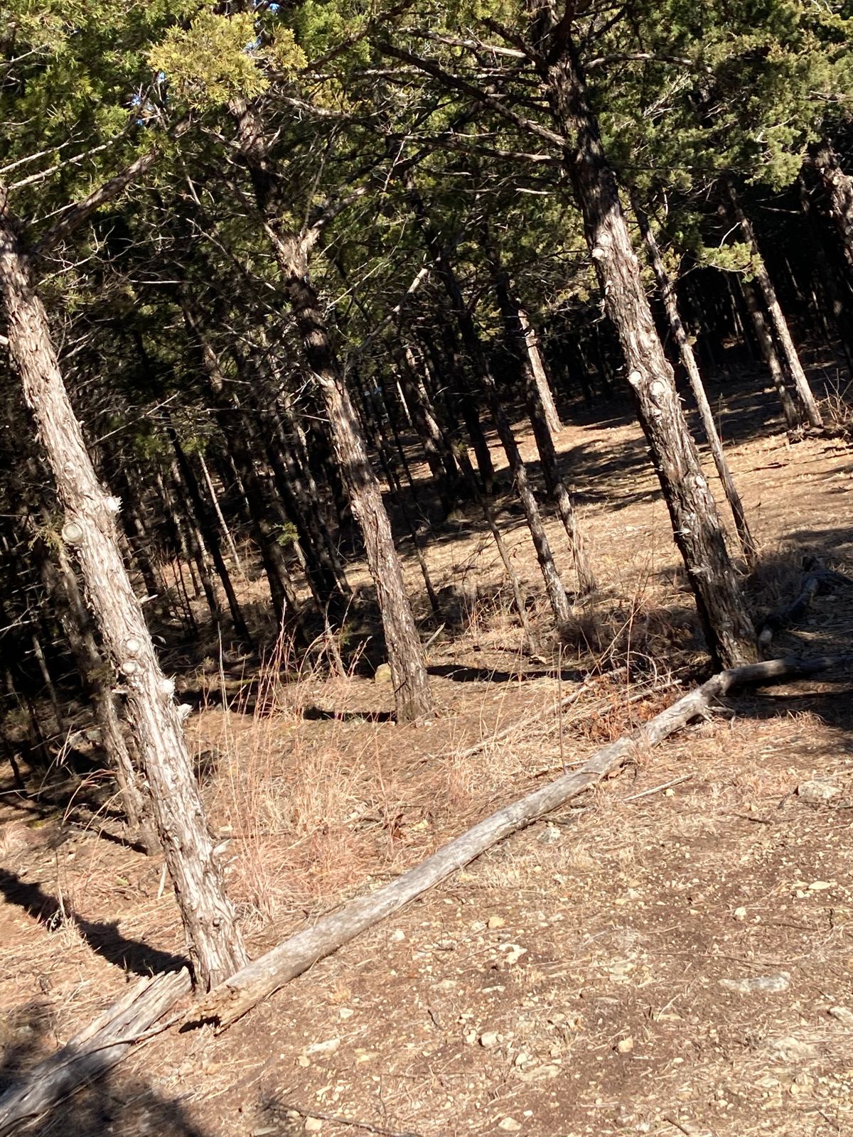 Hole 8 “fairway” into basket