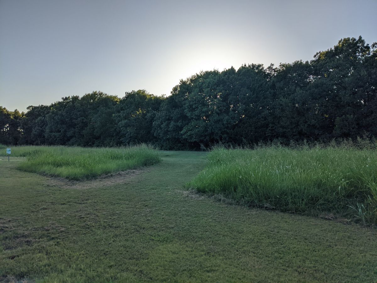 Weeds in the right are 6 feet tall.