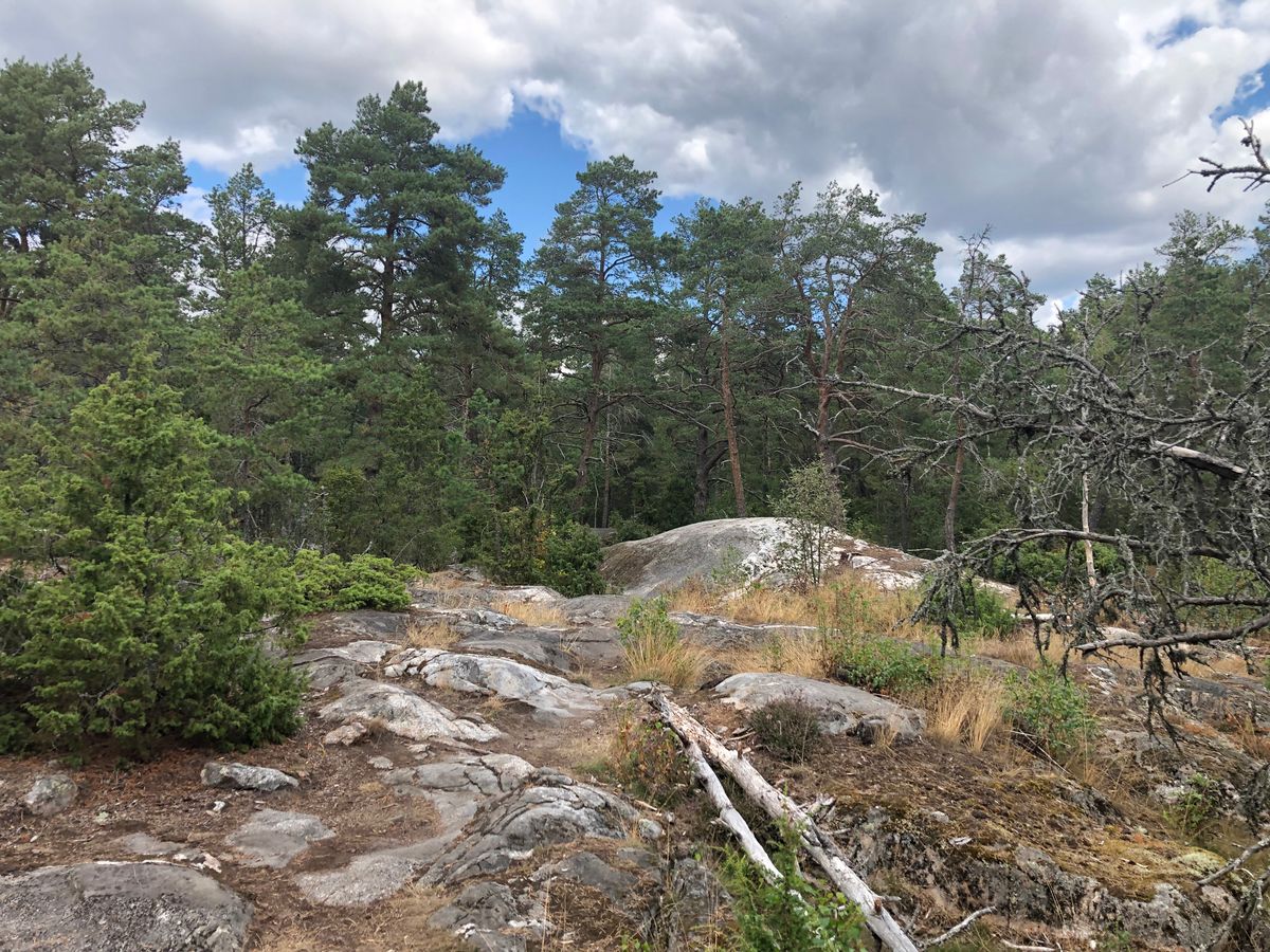 Tredje tee, korg dold bakom träden till vänster
