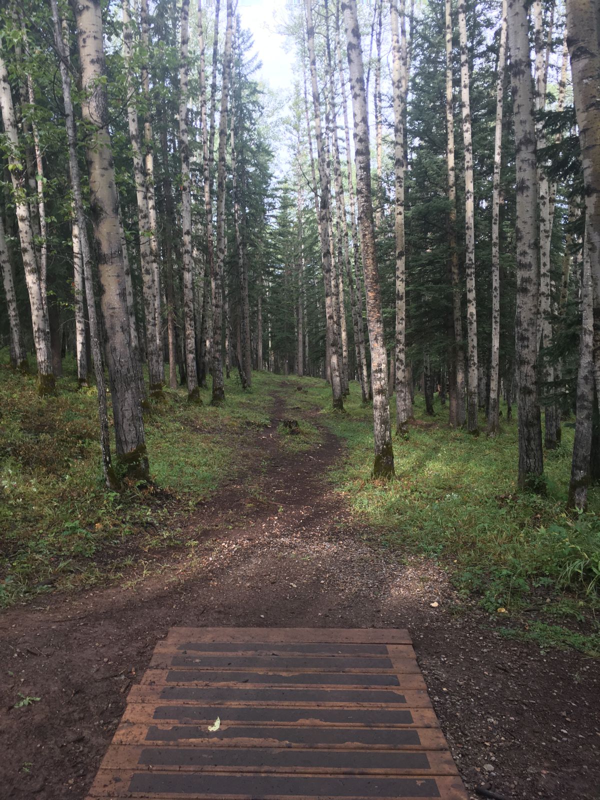 Tee pad 12.🌳🇨🇦🌳🪵🇨🇦