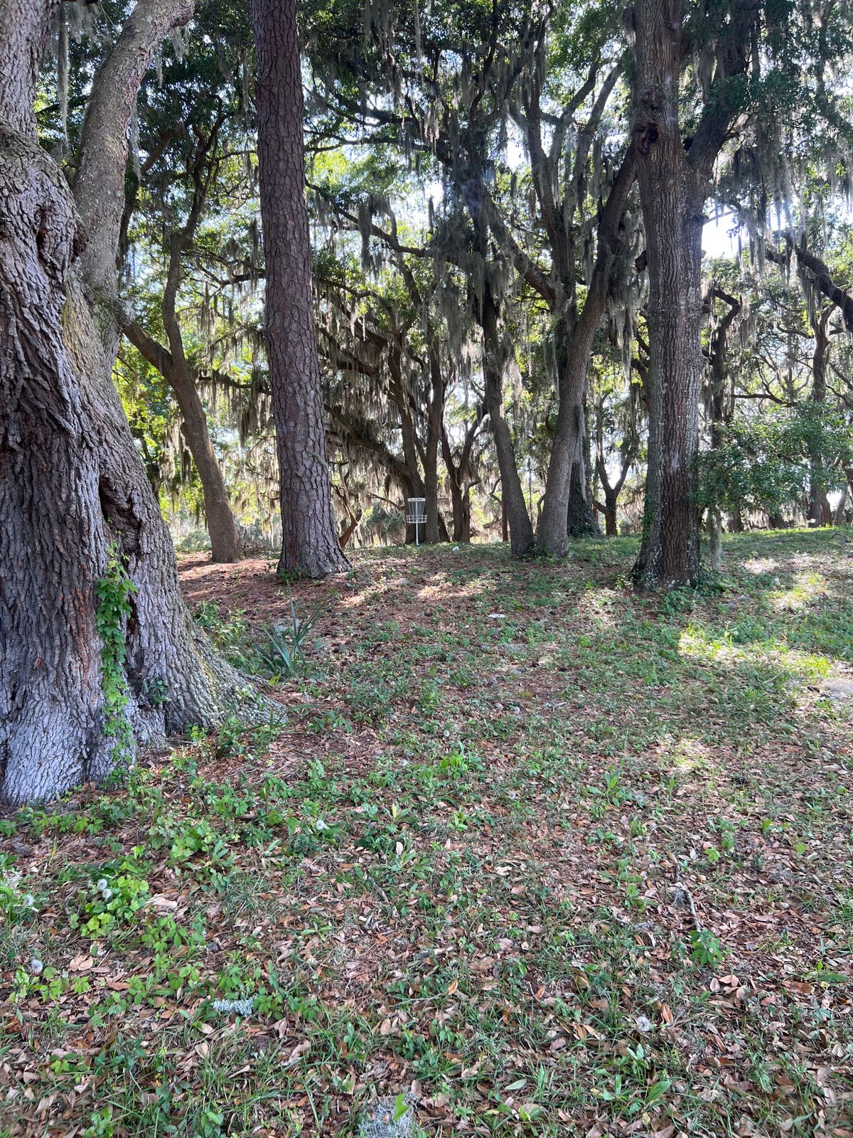 Half way of hole 4, looking at basket.