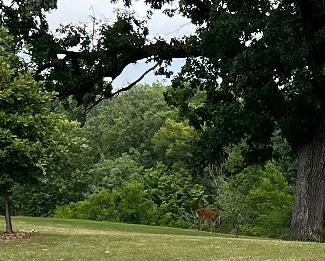 White tail deer graze on fairways during the day