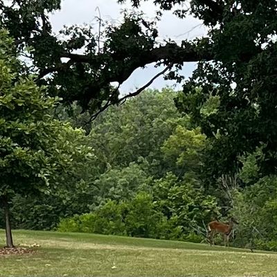 White tail deer graze on fairways during the day