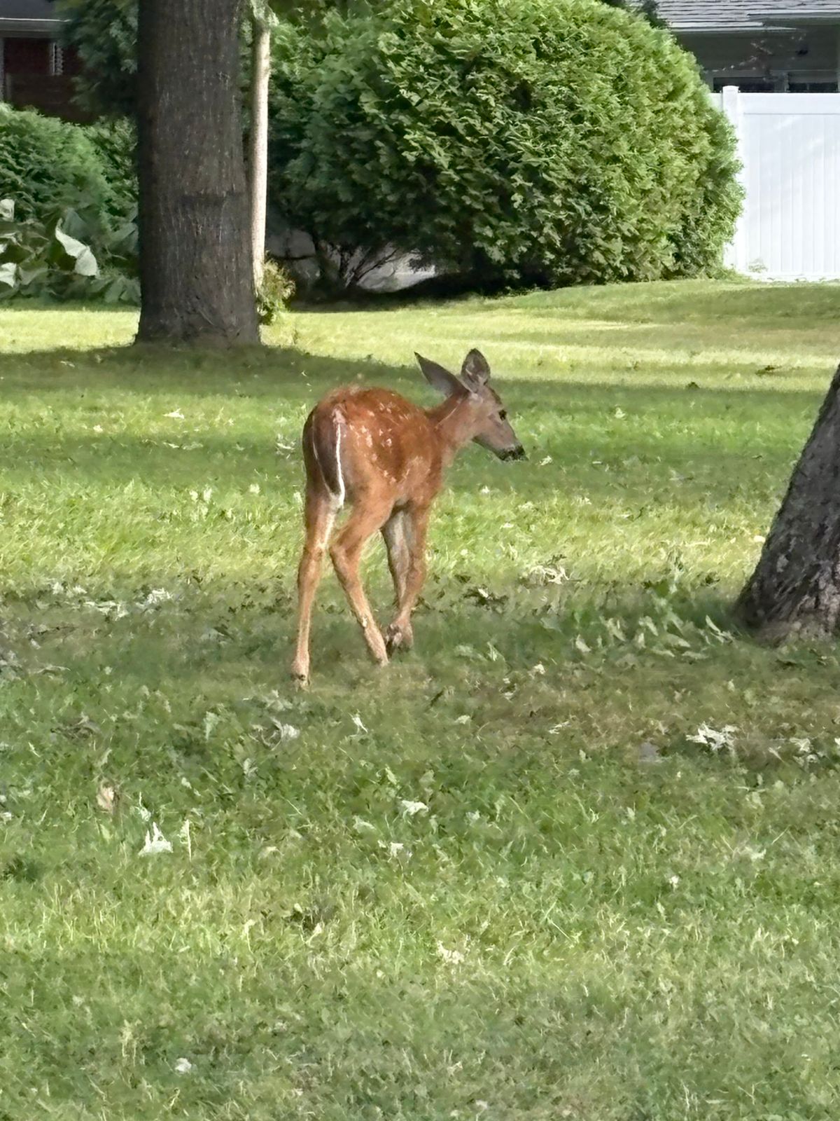 There is deer at this park a lot pretty cool.