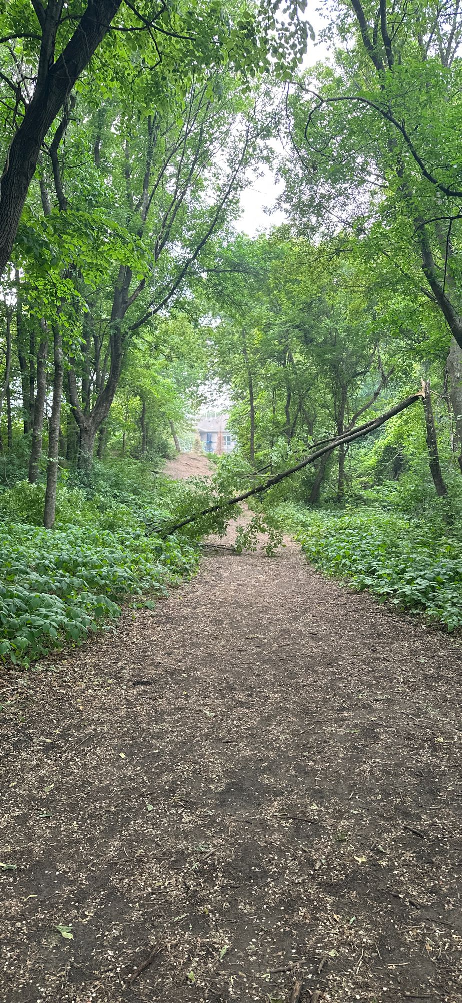 Tree down on hole 8 as of June 14th, 2023