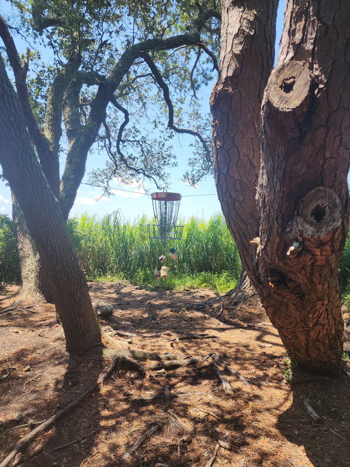 Hanging out