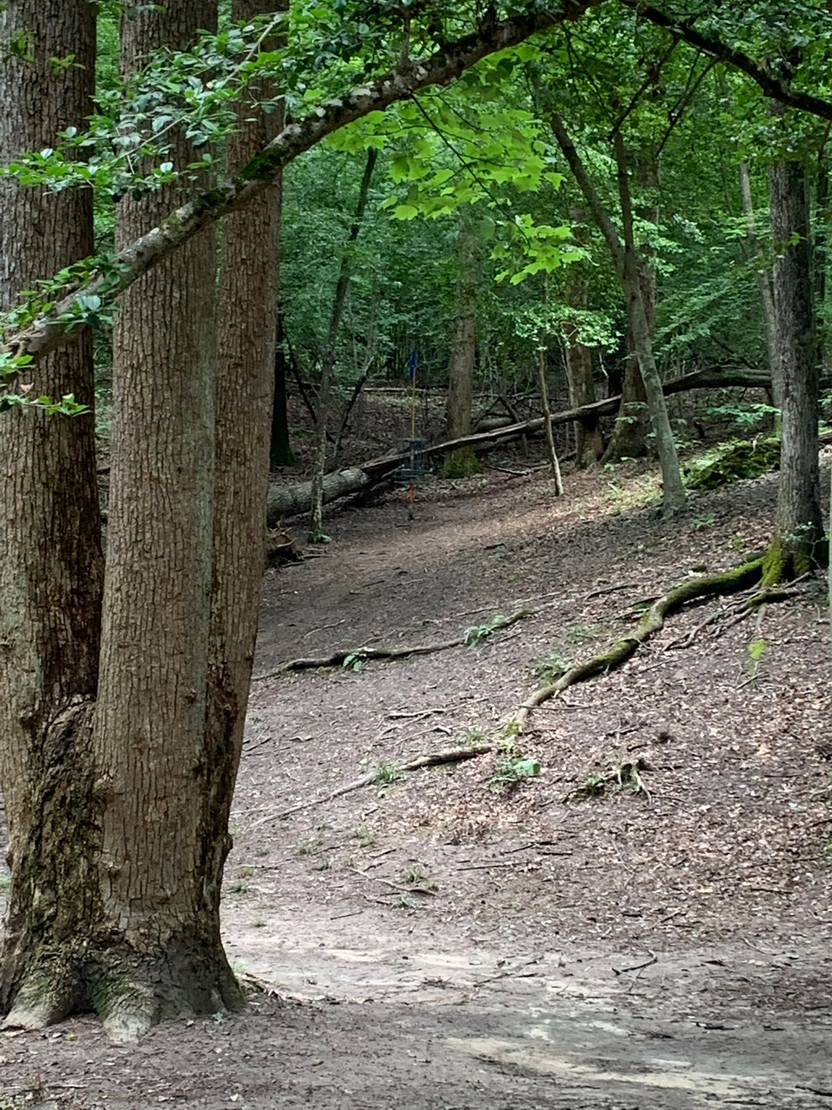 Make sure you wear hiking boots! Lots of steep hills and holes in the woods!