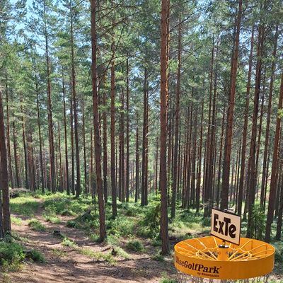 Beautiful forest