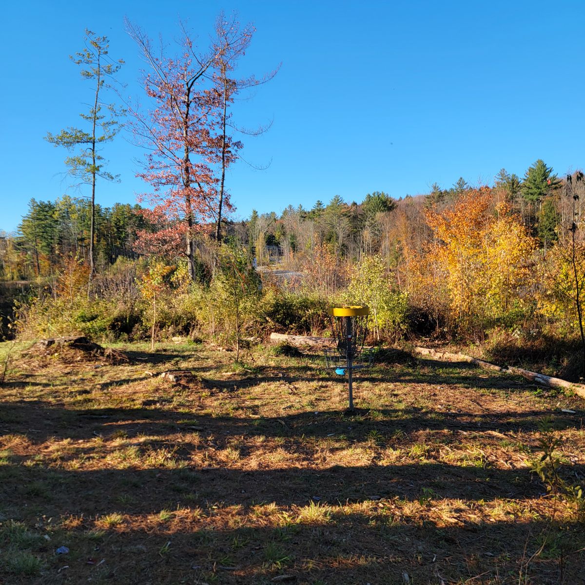 Basket area of 7