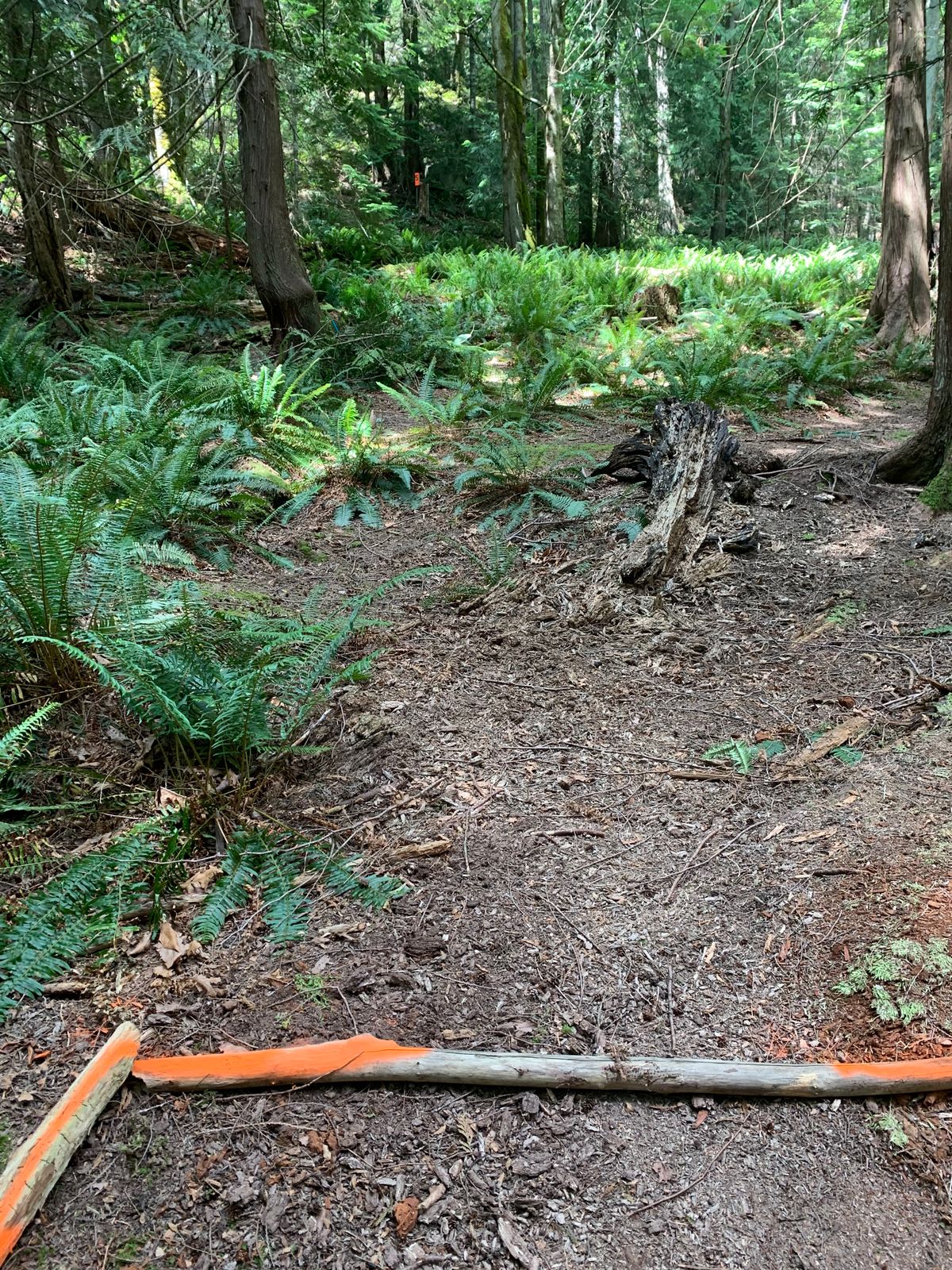 Hole 5 back