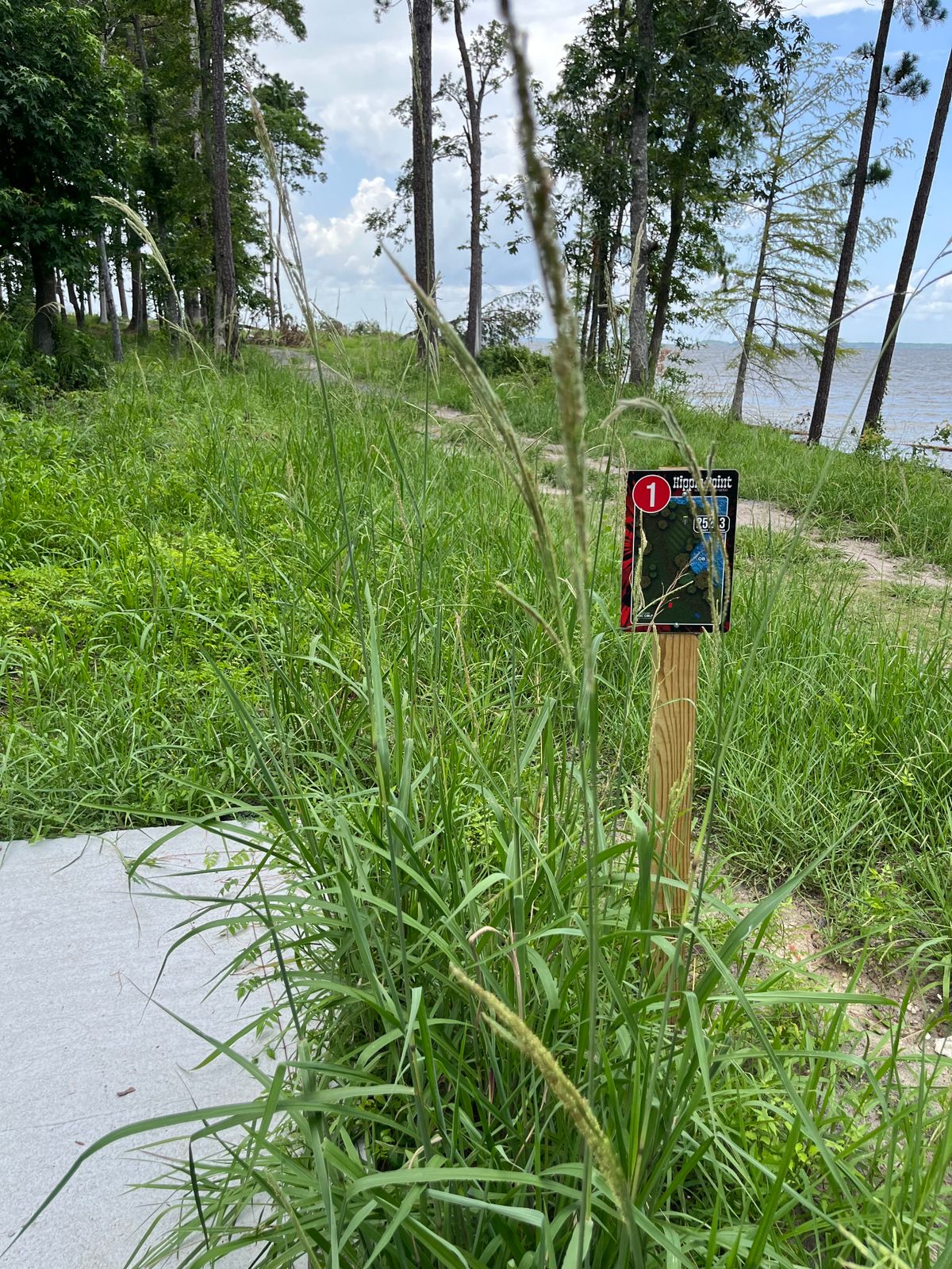 Tall grass.