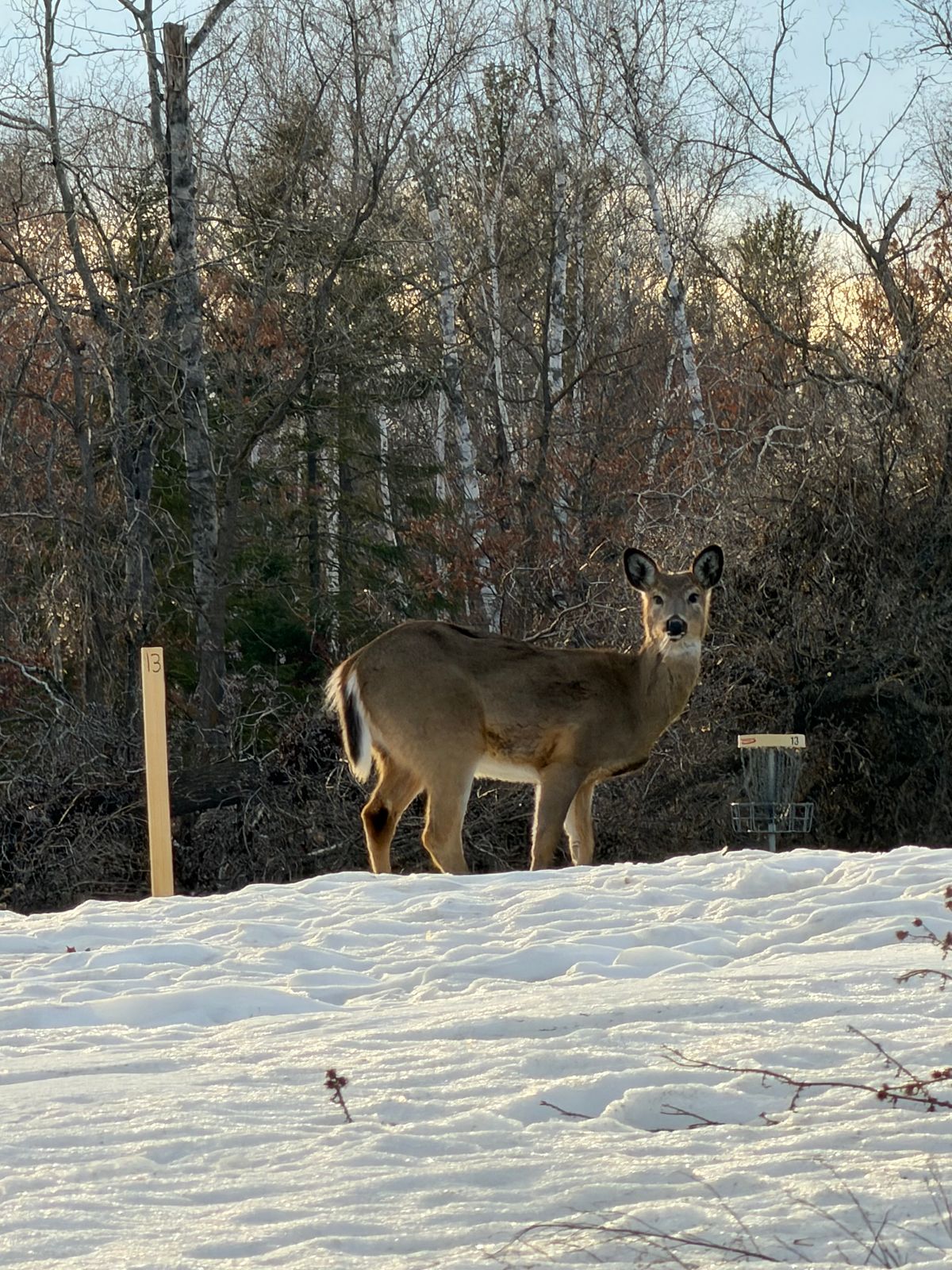 Beautiful Bemidji winter course Hole#13