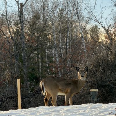 Beautiful Bemidji winter course Hole#13