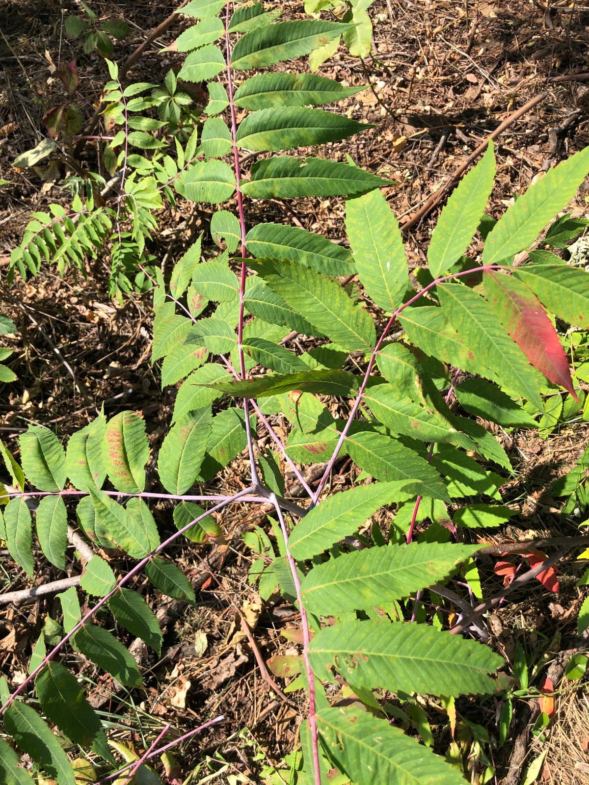 The internet says Sumac with serrated edges is not poisonous?