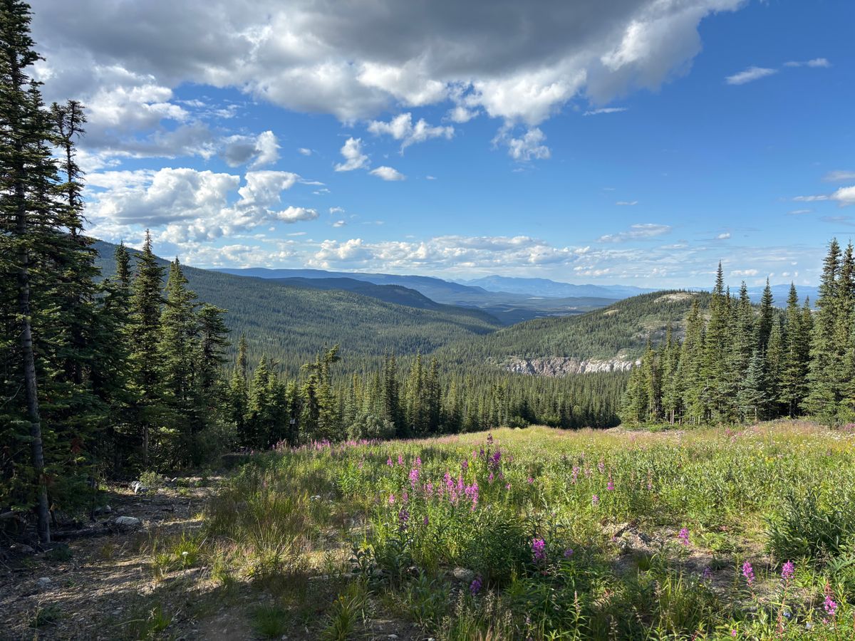 Great views. Fairway is a ski run with lots of deep alpine meadow vegetation.