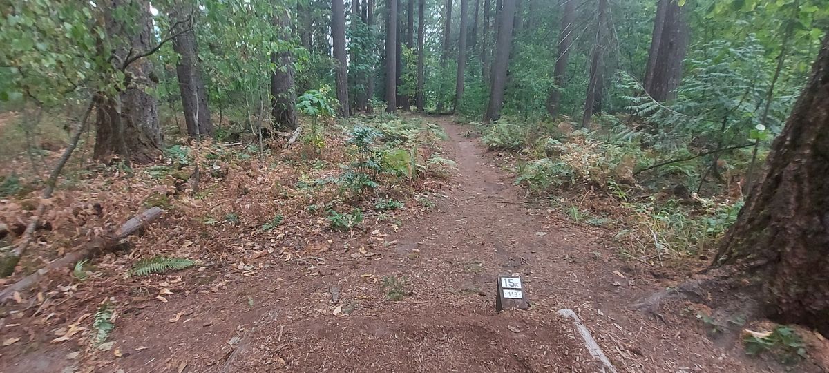 Tee pad 15.🪵🌿🪵🌿🪵