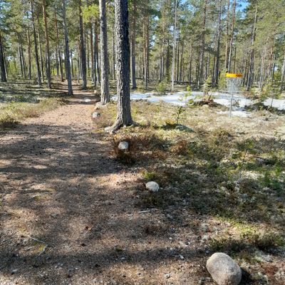 Stenar har lagts för att markera o.b. (out of bounds) mot stig.
