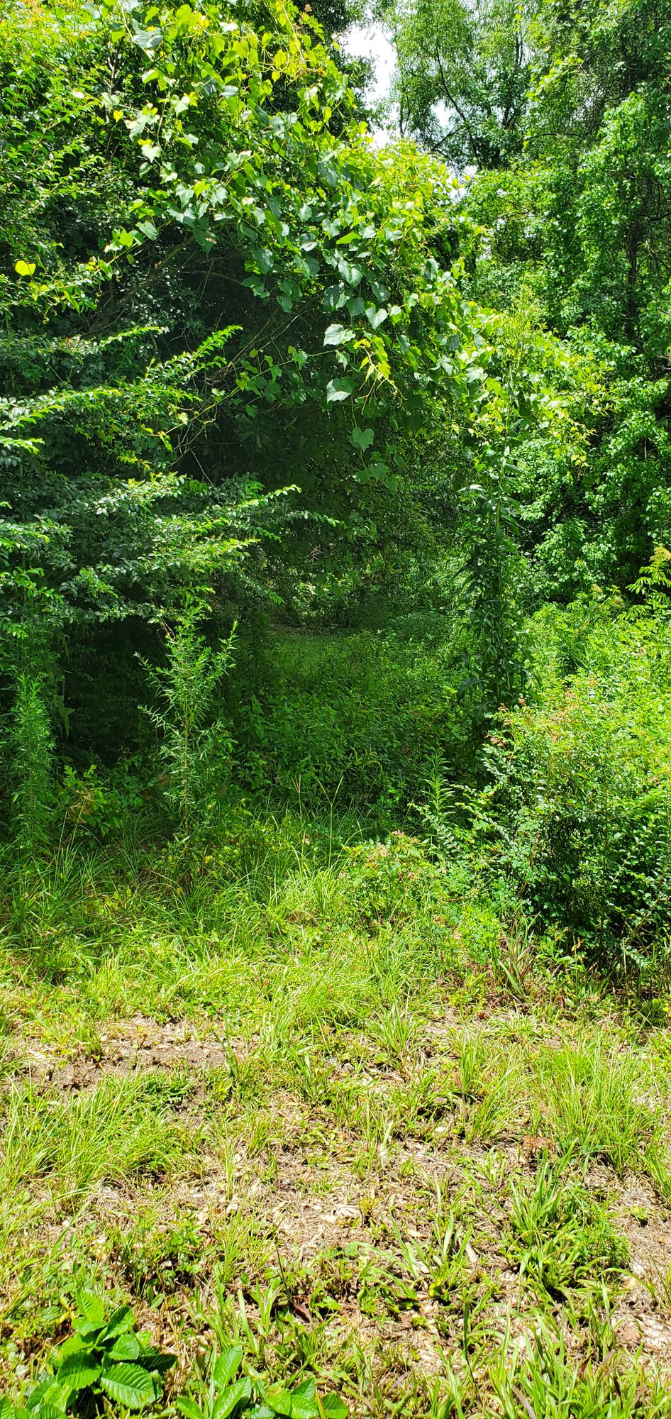 Tee #17, way overgrown, not playable