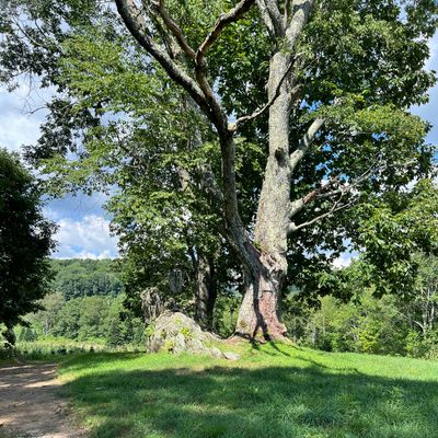 Hole 16. Beautiful backdrop. Basket placement on top of the rock by the tree.