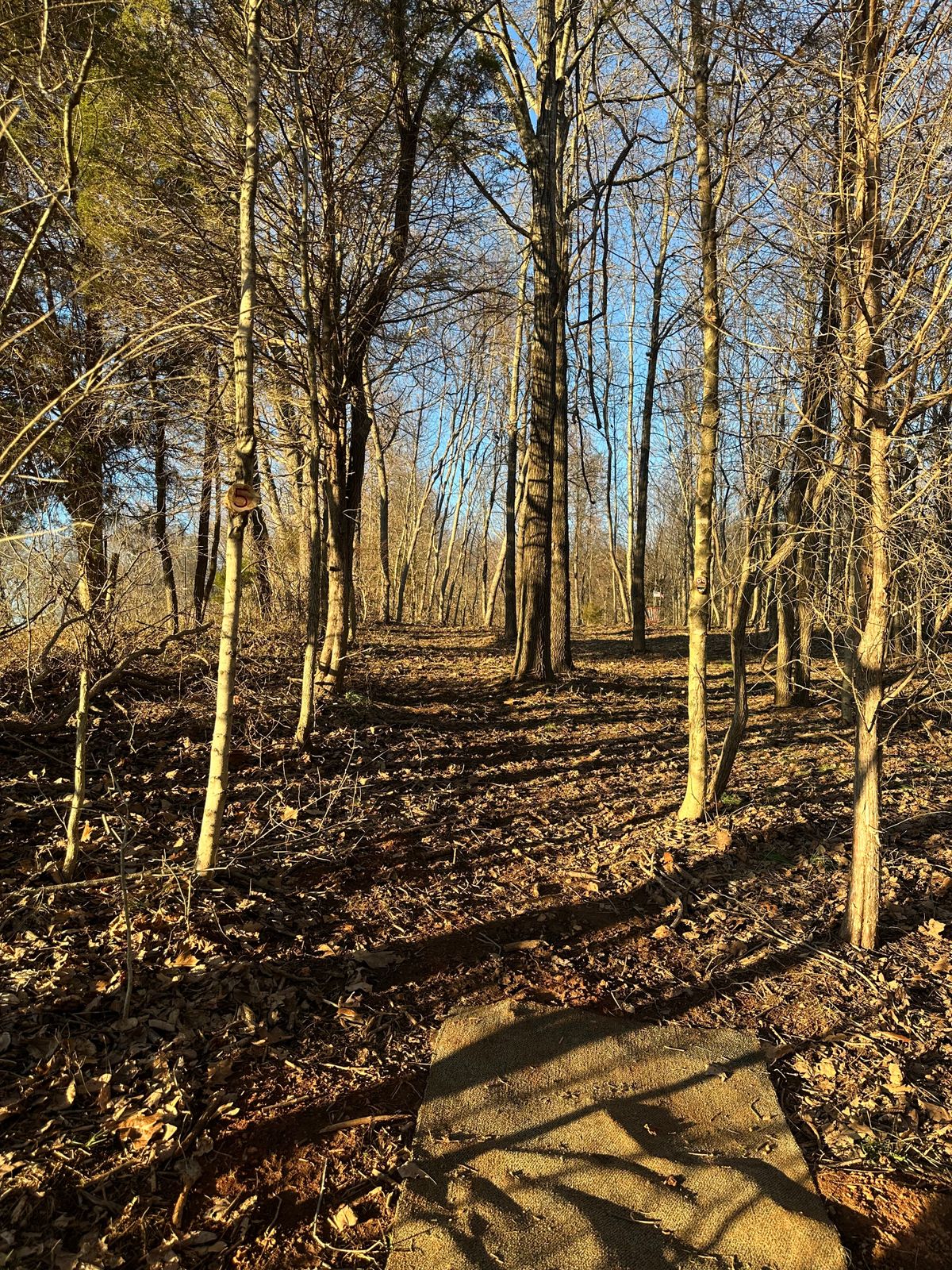 Hole 5, left over fence is OB. Watch out for the buffalo