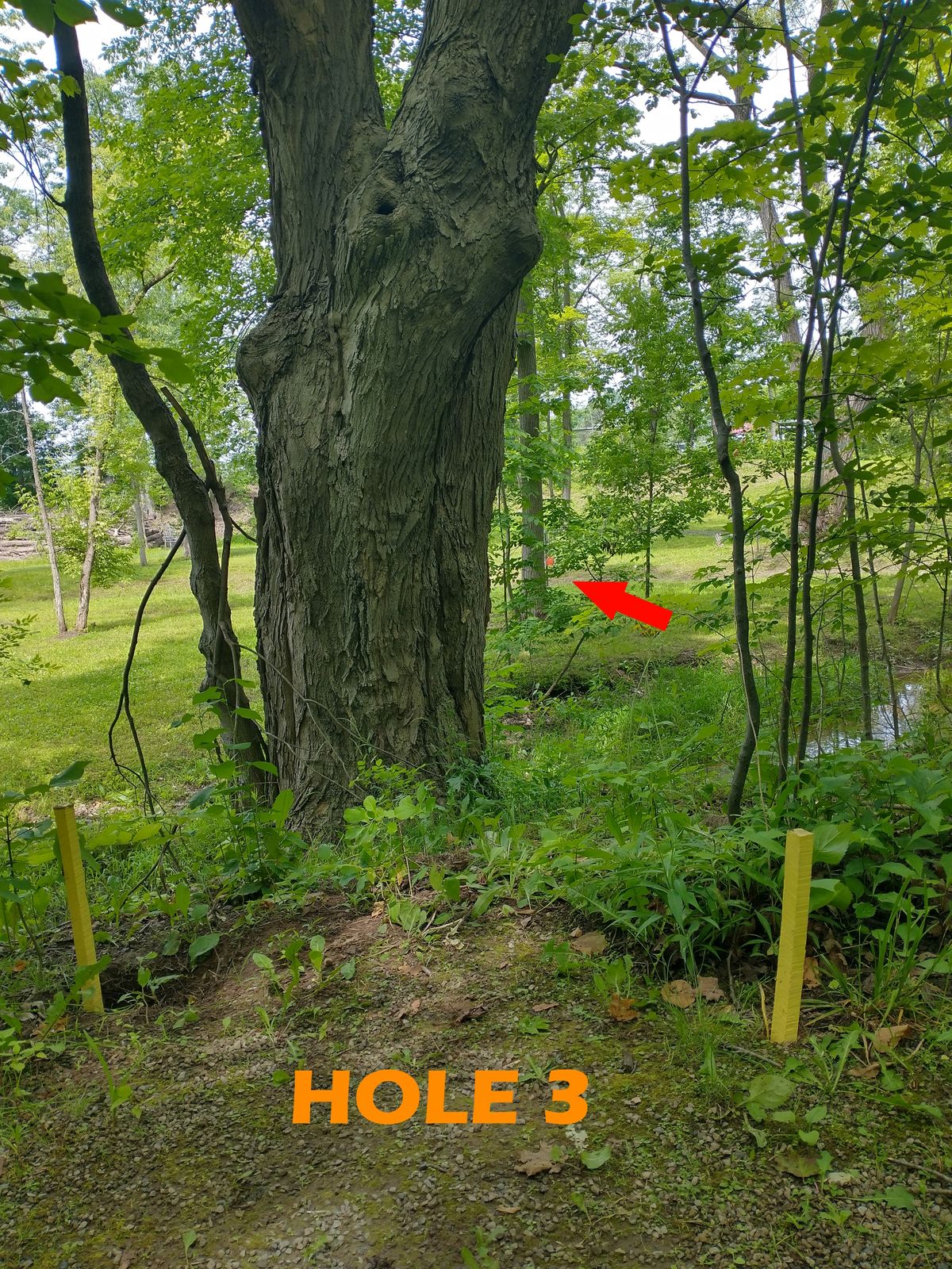 Yellow Stakes and Flags in the trail mark the tee -- no rubber mat on this hole. Throwing back across creek to basket behind trees. To cross creek, use different bridge with rope handrails to the right.