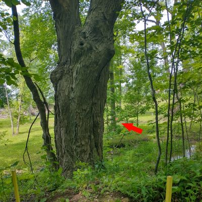 Yellow Stakes and Flags in the trail mark the tee -- no rubber mat on this hole. Throwing back across creek to basket behind trees. To cross creek, use different bridge with rope handrails to the right.