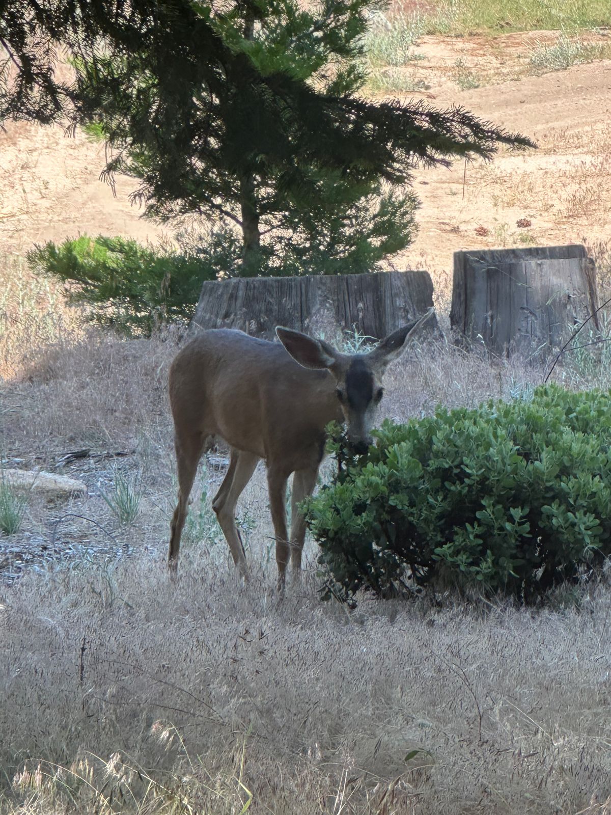 From hole #7