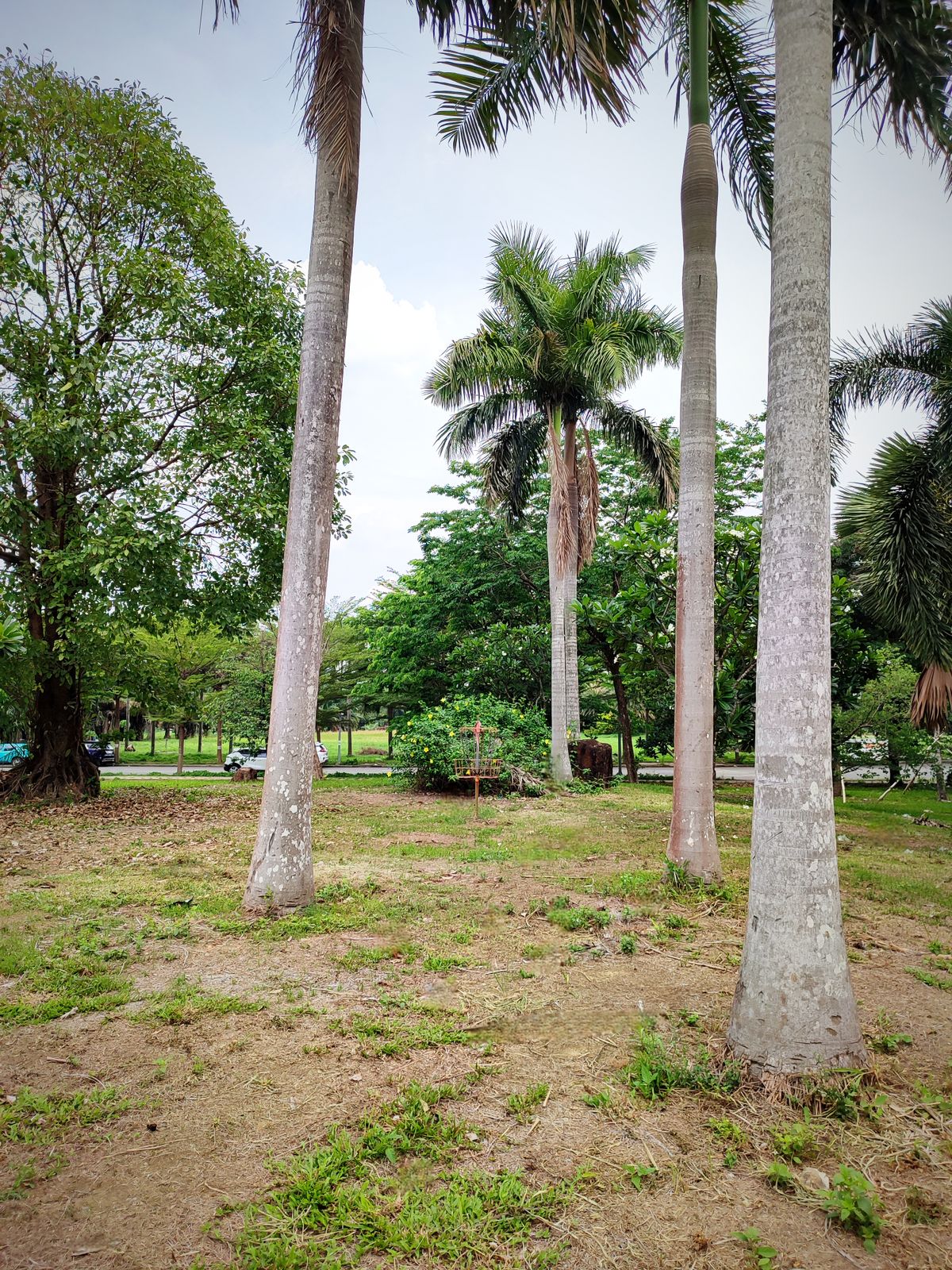 Hole 1 Green - Nine in the Park