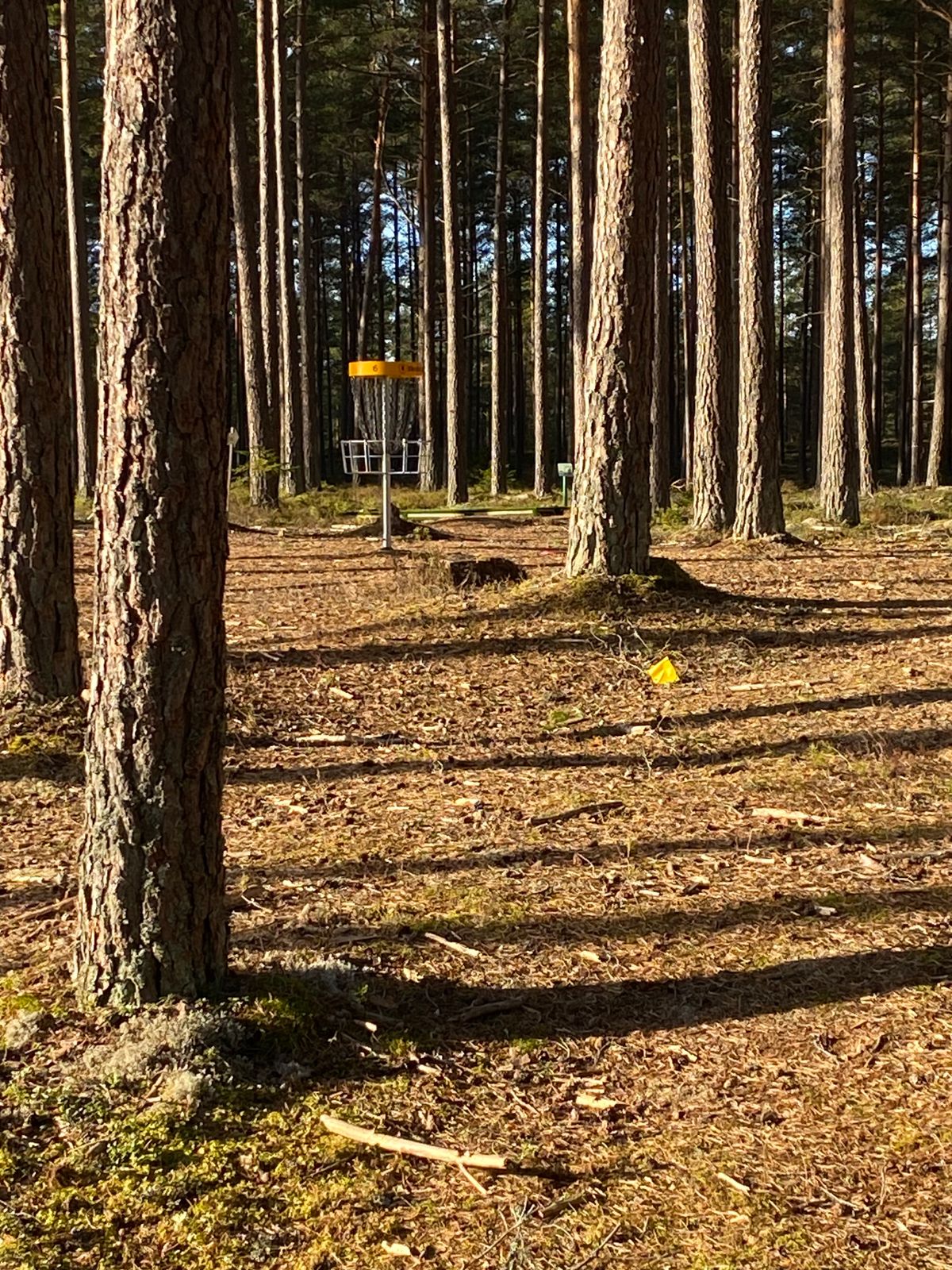 Höga tallar på hål 6.