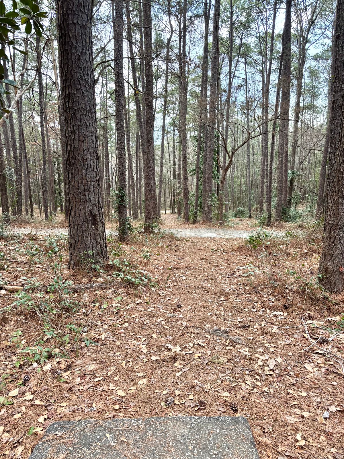 Hole 7 Tee