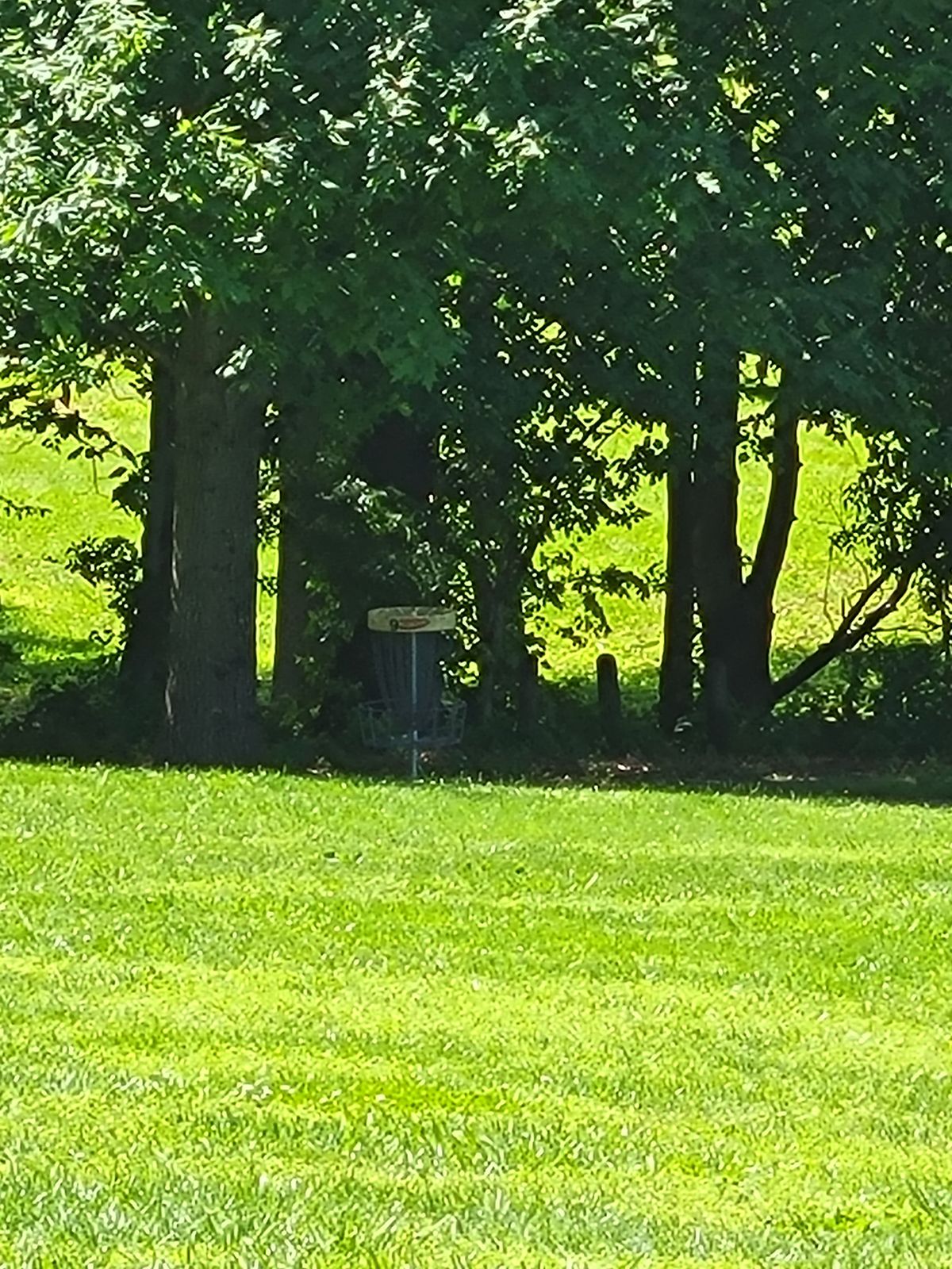 9 basket tucked in trees, OB path only about 15 ft deep.