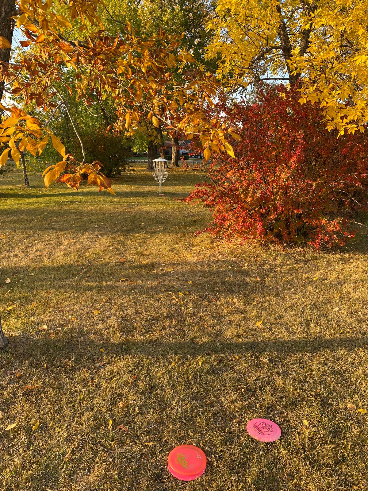 Fall Disc Golf