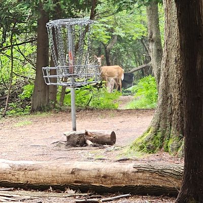 Spectator at 2nd basket