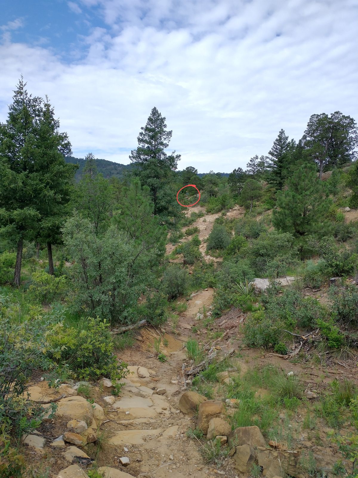 16 from the bottom of the ravine.