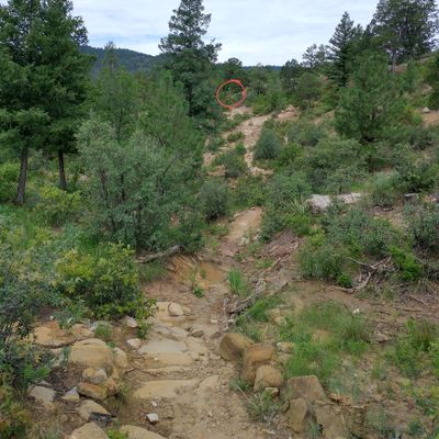 16 from the bottom of the ravine.