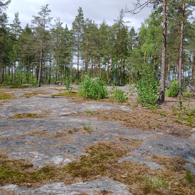 Väylä 8 fairway