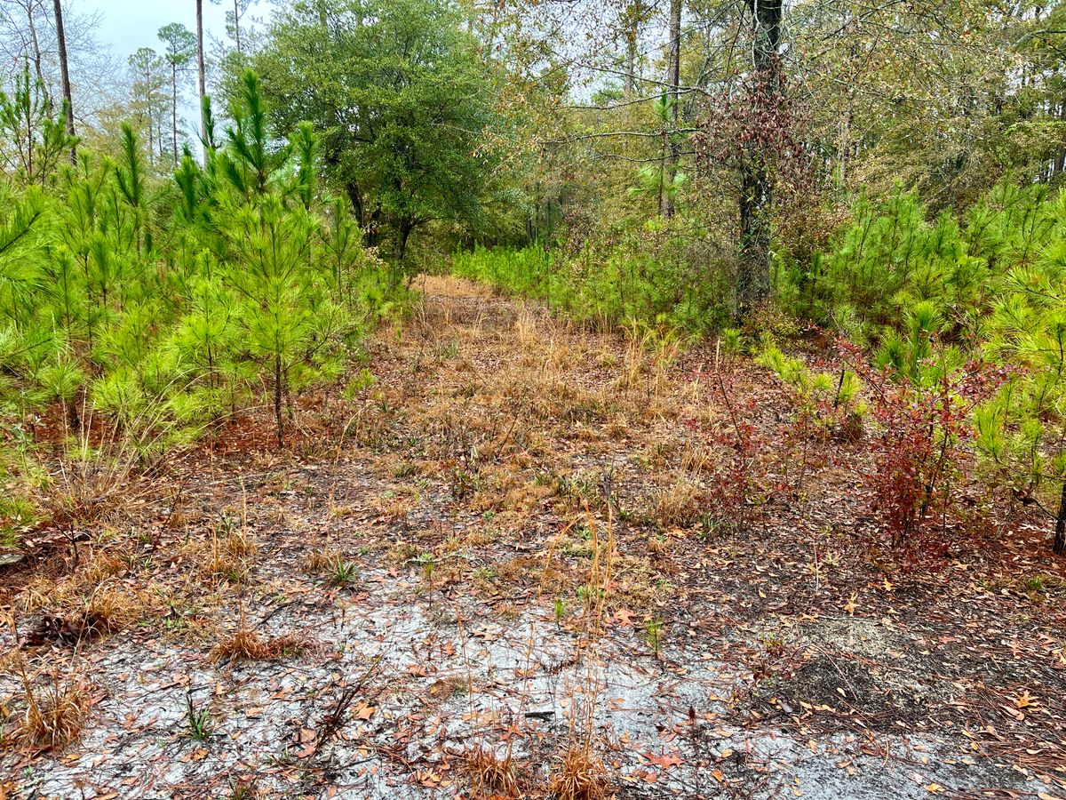 Hole 5 tee