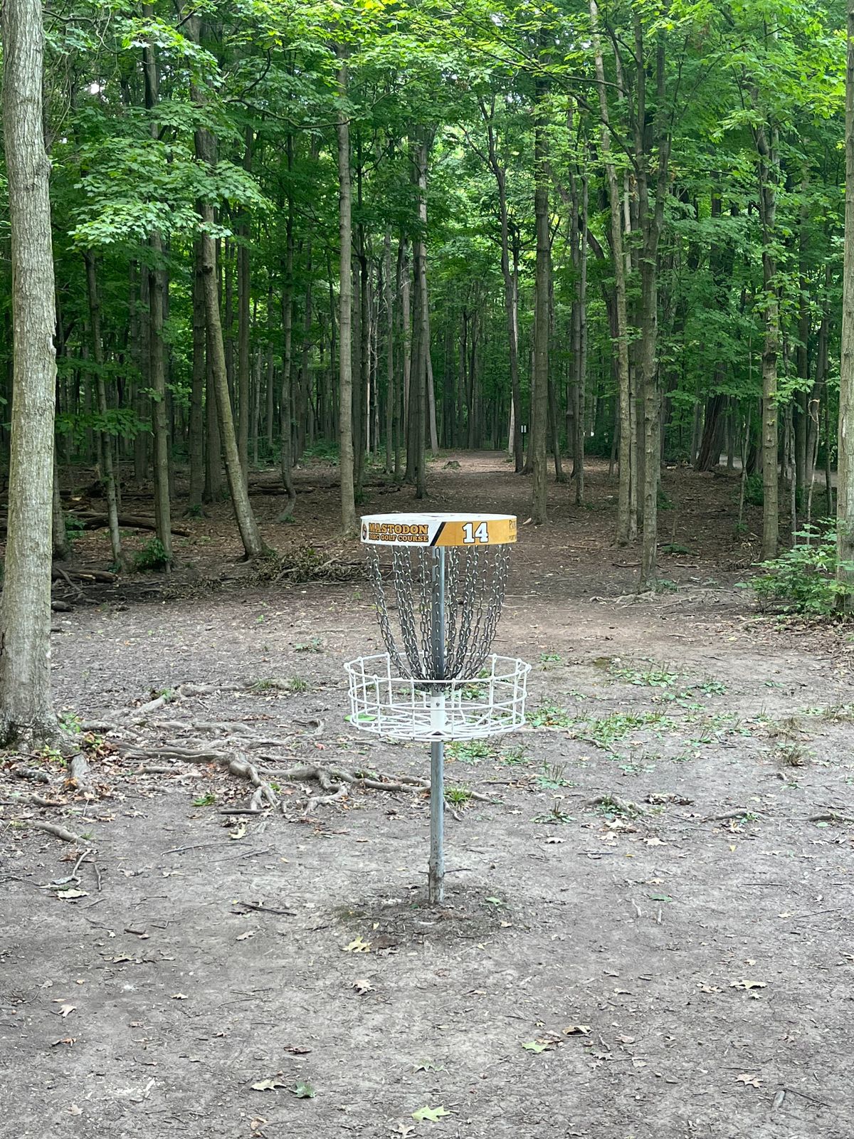 Basket on 14 looking back at tee pad.