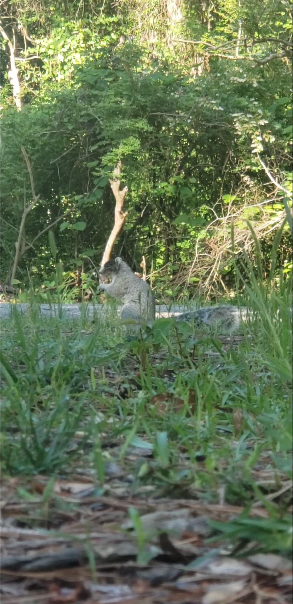 This guys lives by the teebox at Hole 6 so you can catch him chilling at the end of Hole 5 sometimes. He's cool.