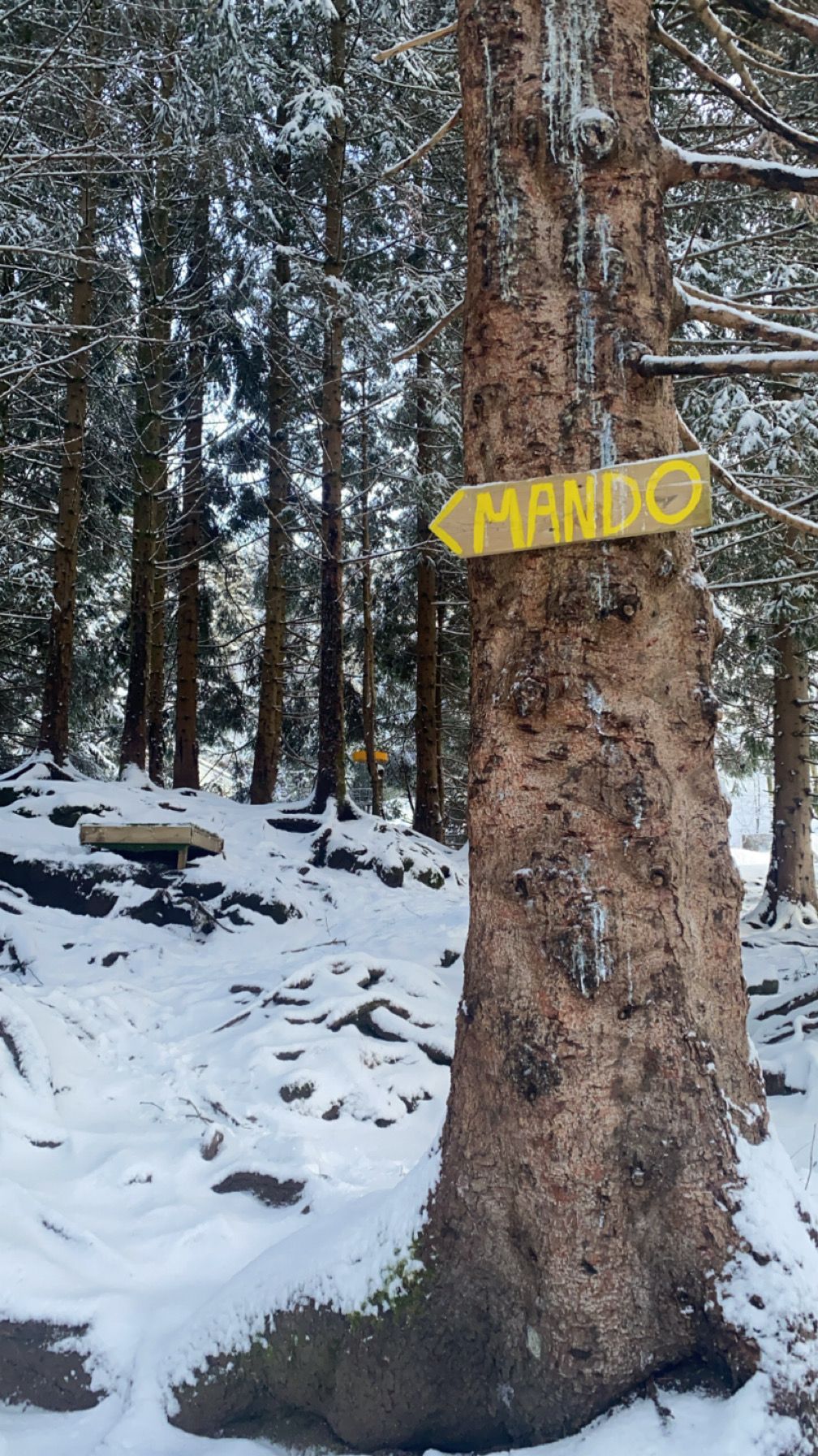 Mandotree, dropzone and basket at 16 in winter