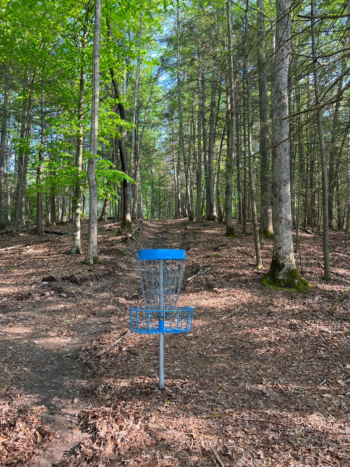 Hole 17 Basket to Tee