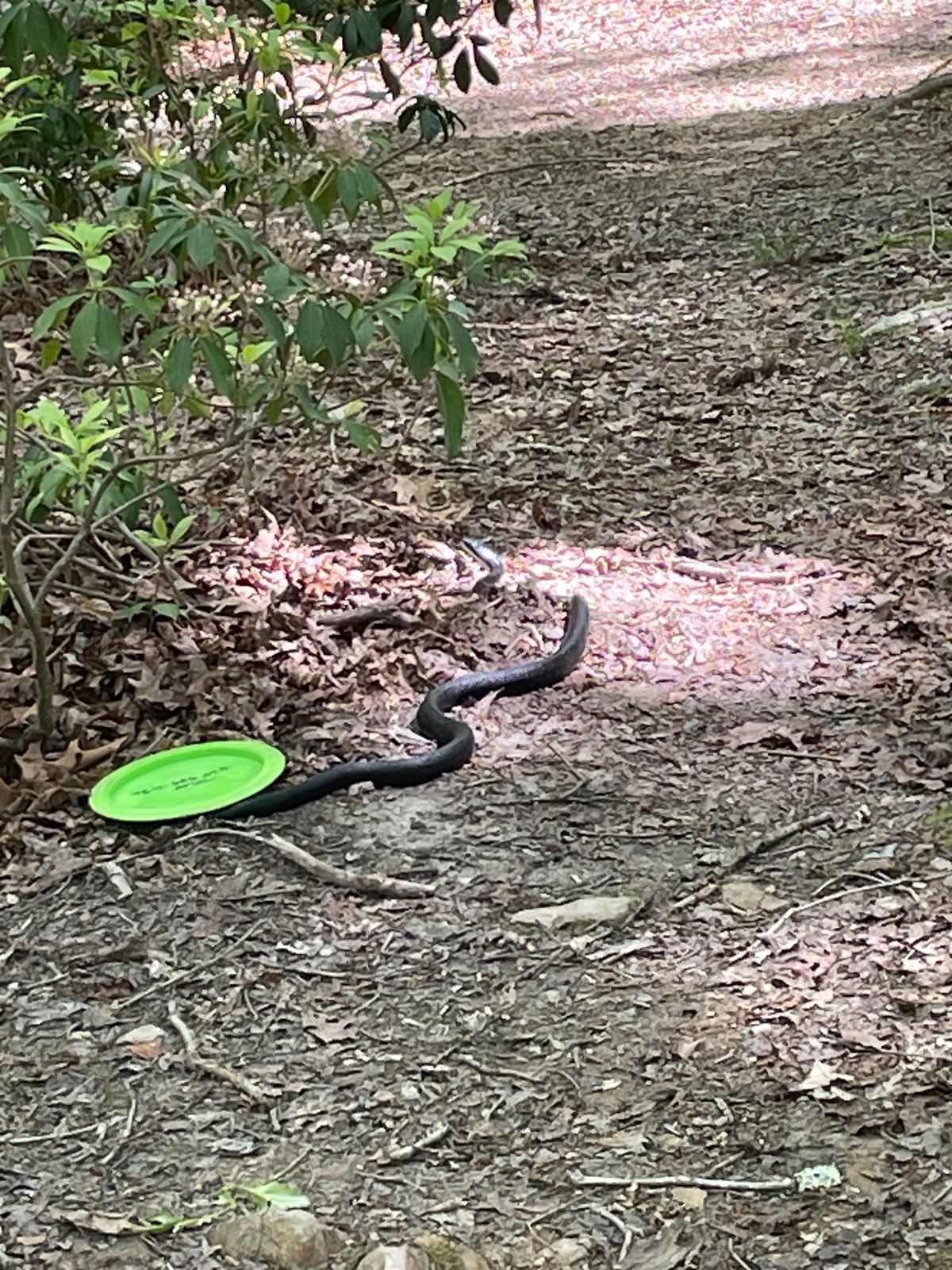 Black snake refused to move on  15 so I putted a few feet back