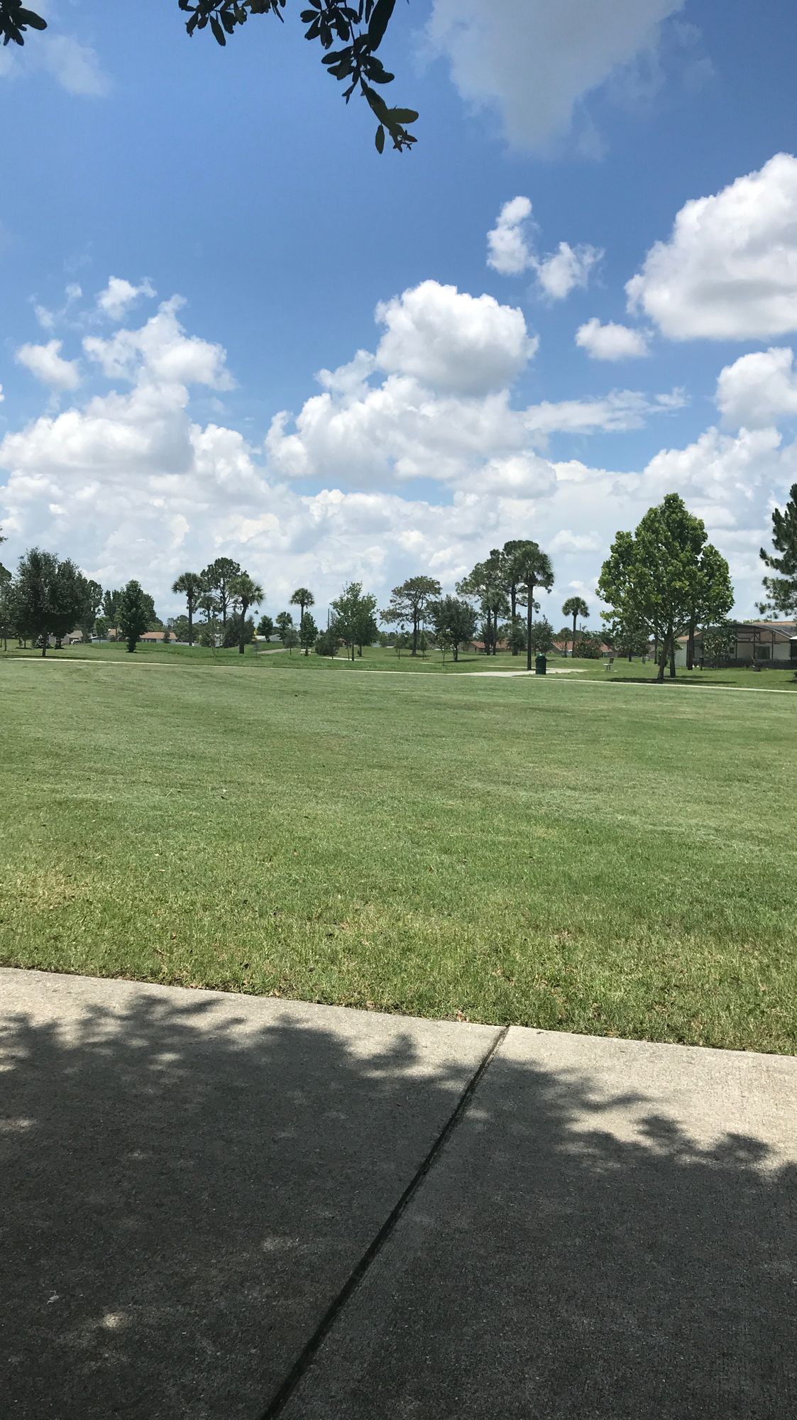 Fresh cut grass