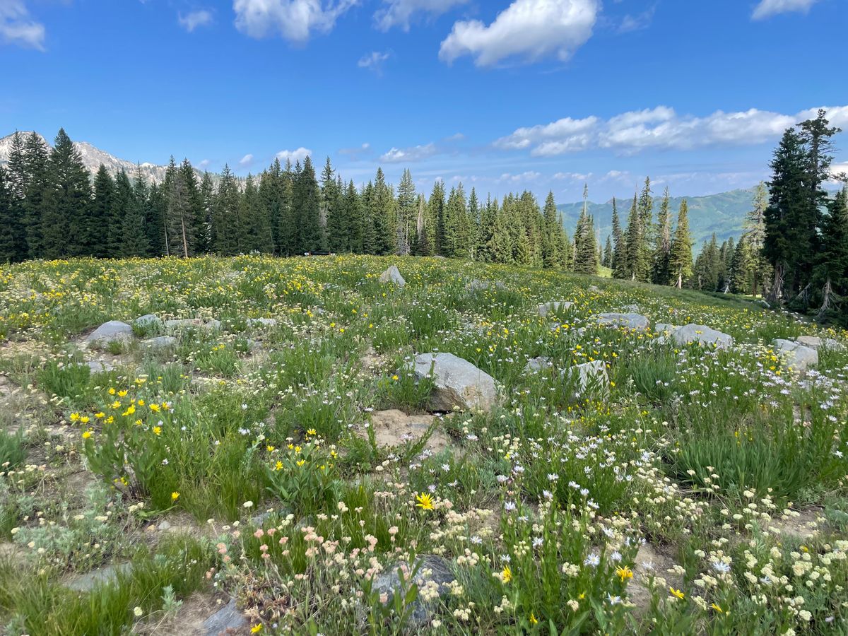 Wild Flowers
