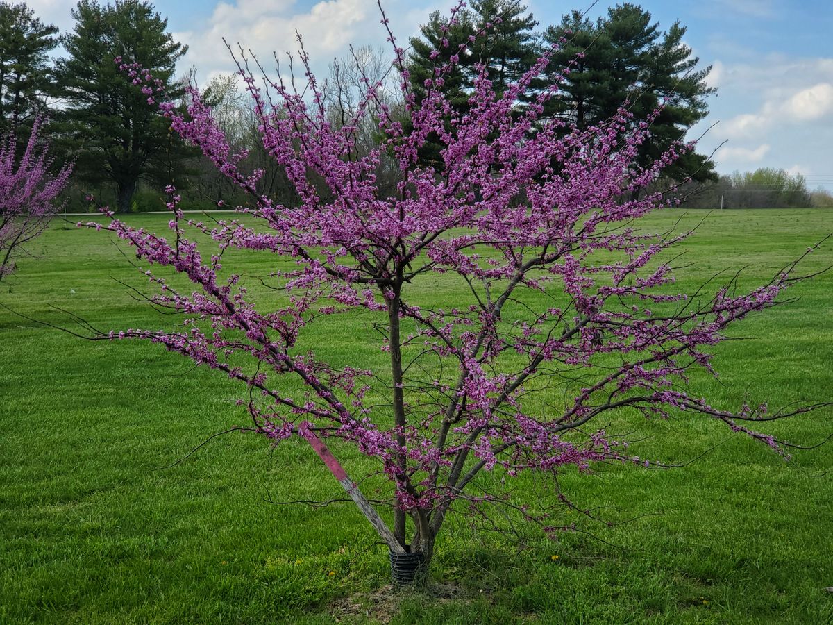 Bloomed tree by hole 6 basket