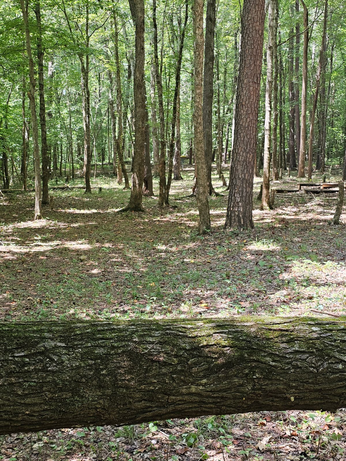 Hole 7's fairway