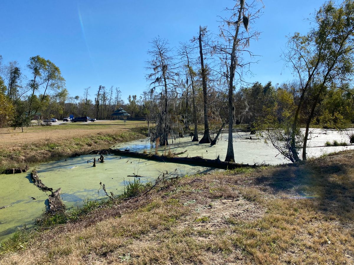 Swamp over looking hole 18