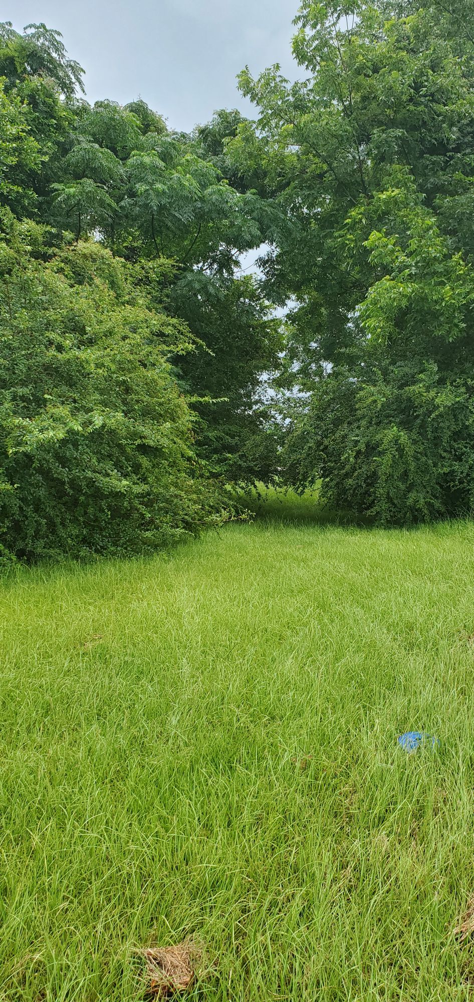 Fairway #14, unkempt trees in fairway